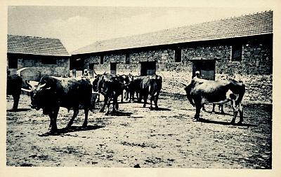 Maison-Carree-InstitutAgricole-AnnexeBerteaux-TaureauxMetis