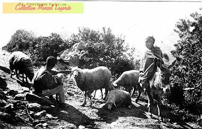 Chevrier-Kabyle