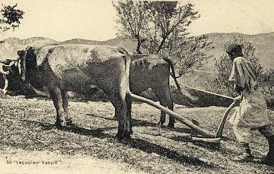 Laboureur-Kabyle (2)