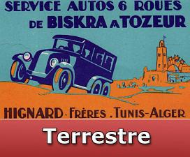 Terrestre