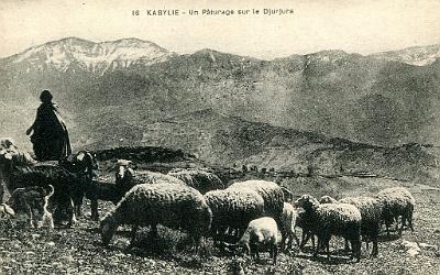 Kabylie-Paturage