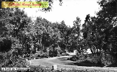 Yakouren-DansLaForet-01
